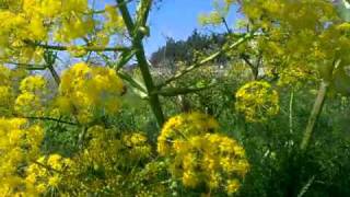 Giant Fennel of Cyprus Ferula Communis [upl. by Lyrehc]