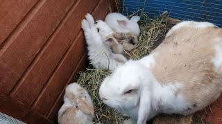 CONEJOS BEBES orejas caídas🐰😍 Gazapos conejos Conejos de 26 días de nacidos [upl. by Ataliah]