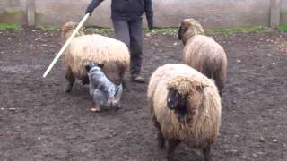 Tazs First Herding Lesson [upl. by Roxanna220]