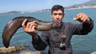 CATCH and COOK on the Rocks 🎣 Making Fish Tacos from This Monkey Faced Eel 🎣 [upl. by Arch]