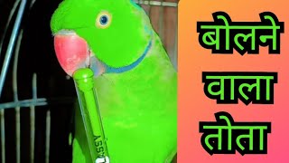 Bolne Wala Tota Mithu 🦜😘😍🥰❤️🇮🇳 [upl. by Aan]