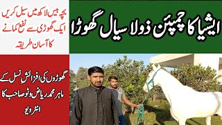 Zula Sial Best Breeder Horse In Pakistan  Horse Breeding Tips For Biggeners  Zula Sial wala Ghora [upl. by Emsoc]