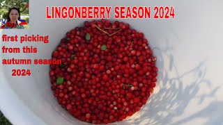 Lingonberry season 2024 Lets picking for jam winter stock Simply B in Finland [upl. by Allrud]