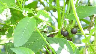 ソドムのリンゴ、ワルナスビ【有毒】（悪茄子、学名：Solanum carolinense ）ナス科 Carolina horsenettle 悪魔のトマト DSCN7713 [upl. by Ardeha]