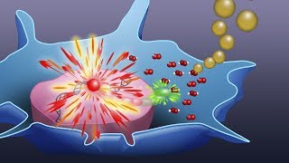 Visualizing Oxidative Cellular Stress Induced by Nanoparticles Using Fluorescence Lifetime Imaging [upl. by Brooks]