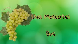 Uva Moscatel BRS [upl. by Cordie581]