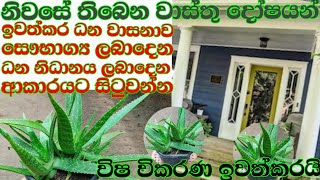 බදුන්ගත කෝමාරිකා පැලයක් නිවැරැදිව රෝපණය කරන ආකාරය කෝමාරිකාkomarika [upl. by Malet]