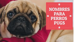 40 NOMBRES para PERROS PUG 😍❤ Hembras y Machos [upl. by Harding]