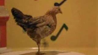 gallina dance xD [upl. by Minsk]