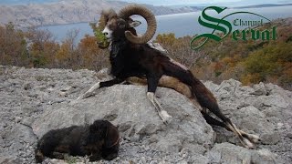 Hunting Mouflon in the Croatian mountains [upl. by Tammara20]