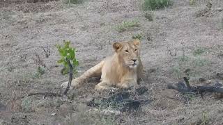 Lions of Gujarat  Gir National Park Gujarat  2023 [upl. by Eniawed]