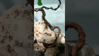 BONSAI ULMUS NEMPEL DI BATU bonsaitree [upl. by Gillian514]