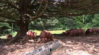 Kingbird Farm  Finishing PIgs on Pasture 4 of 4mov [upl. by Gerk782]