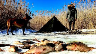 Ice Fishing  Carp Fishing in Frozen Lake Winter Camping with My Dog Nature Documentary Asmr [upl. by Ailet]