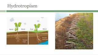 Hydrotropism Thigmotropism amp Traumotropism [upl. by Aneerbas]