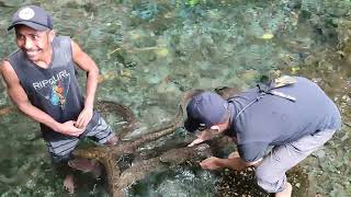 pet giant fresh water mooray eels twice part 1 of 2 saya pegang belut raksasa moa Waiselaka Ambon [upl. by Geno]