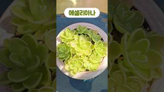 벌레잡이제비꽃 에셀리아나 식충식물 pinguicula plants gardening bugs flowers 🌱💚 [upl. by Kenney]