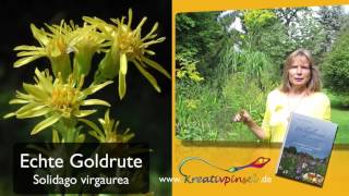 Goldruten Gattung Solidago [upl. by Renrew]