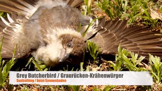 Juvenile Grey Butcherbird Cracticus torquatus sunbathing [upl. by Harbot]