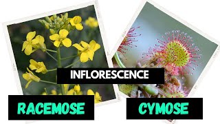 Inflorescence  Racemose  Cymose  Difference between Racemose and Cymose [upl. by Mirisola]