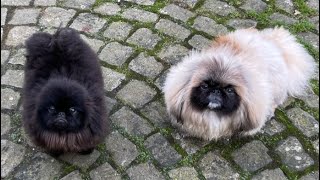 1st day training pekingese puppies puppy puppylove doglover training animals christmas [upl. by Nnylf]