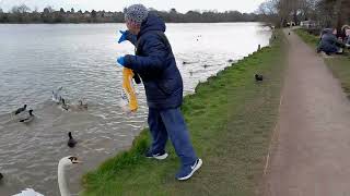 Feeding birds at Earlswood Lakes 932024 [upl. by Ahselat]