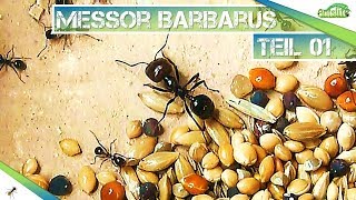 🐜Die wichtigsten Fakten über Messor Barbarus  Nestbau S01E01 Antslife [upl. by Joash]