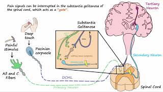 Gate Control Theory of Pain [upl. by Eedahs]