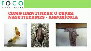 Como identificar o Cupim Nasutitermes  Arborícula [upl. by Minne292]