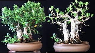 When Should you Defoliate a Ficus Microcarpa Bonsai Tree Follow up video from March [upl. by Baecher644]