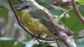 Eastern Yellow Robin Conway Circuit Whitsundays Great Walk Brandy Creek QLD Australia [upl. by Leynwad]