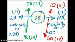 Testing the Extraocular Muscles [upl. by Arvie951]