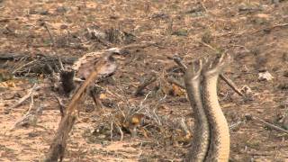 Texas Diamondback Rattlesnakes Battle For Dominance [upl. by Acceb]