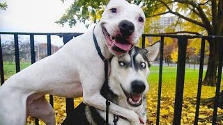 The most DRAMATIC DOGS moments ever 🤣🐶 NEW Funny Dog Videos [upl. by Lose355]