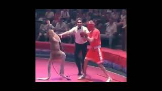 kangaroo vs human in boxing ring [upl. by Agemo889]