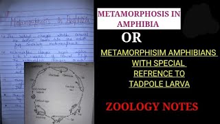 METAMORPHOSIS IN AMPHIBIA WITH REFRENCE TO TADPOLE LARVA metamorphosisinamphibia handwrritennotes [upl. by Crispin]