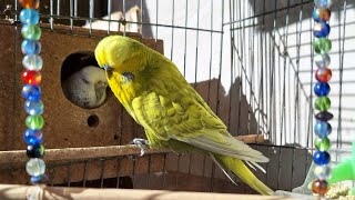 Birds Singing  Relaxing For Sounds Meditation Morning Budgies Bird Chirping [upl. by Amarette]