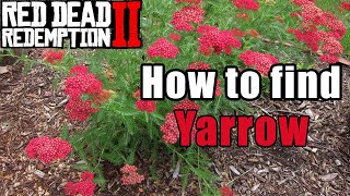 Yarrowed Time How to find Yarrow in Red Dead Redemption 2 [upl. by Mohandas581]