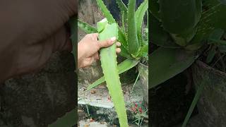 Aloe Vera juice lizaaktar minivlog garden [upl. by Ticknor620]