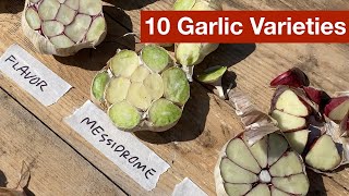 10 Garlic Varieties [upl. by Erdied]