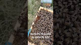 Reine buckfast F0 buckfast apiculture [upl. by Emelyne]