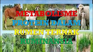 METABOLISME PROTEIN DALAM RUMEN TERNAK RUMINANSIA [upl. by Heddie]