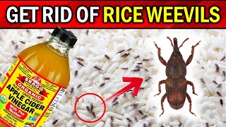 Naturally Get Rid of Rice Weevils with These Simple Tricks [upl. by Owiat]