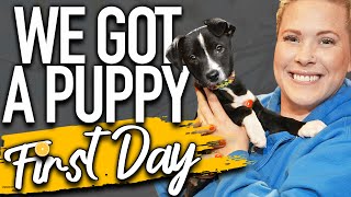 Your Complete First Day Home Puppy Training Schedule [upl. by Meng]