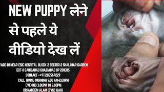 New puppyEctoparasites infestation happy paws vet clinic ghaziabad Shalimar garden [upl. by Joed811]