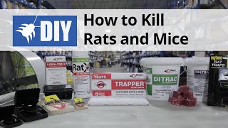 Rodent Control Overview  How to Kill Rats amp Mice [upl. by Jair]