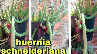 HUERNIA SCHNEIDERIANAflor de dragão cuidados [upl. by Sumahs970]