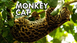 Margay The Cat That Thinks Its a Monkey [upl. by Eiramannod]