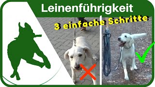 LEINENFÜHRIGKEIT dem Hund in 3 SCHRITTEN das Leine ziehen abgewöhnen  ganz einfach [upl. by Aicrop]