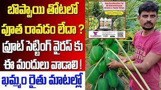 papaya బొప్పాయి తోటలో పూత రావడం లేదా  ఫ్రూట్ సెట్టింగ్ వైరస్ ఖమ్మం రైతు మాటల్లోRing spot virus [upl. by Nelle]